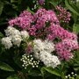 Spiraea japonica 'Genpei' tweekleurige bloei
